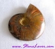 Ammonite Fossil / ฟอสซิลหอย [71615]