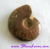 Ammonite Fossil / ฟอสซิลหอย [71619]