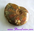 Ammonite Fossil / ฟอสซิลหอย [71629]