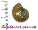 Ammonite Fossil AAA / ฟอสซิลหอย AAA [10078387]