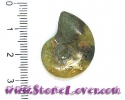 Ammonite Fossil AAA / ฟอสซิลหอย AAA [10078386]