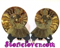 Ammonite Fossil / ฟอสซิลหอย-คู่ [12039371]