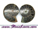 Ammonite Fossil / ฟอสซิลหอย-คู่ [08044162]