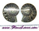Ammonite Fossil / ฟอสซิลหอย-คู่ [08044167]